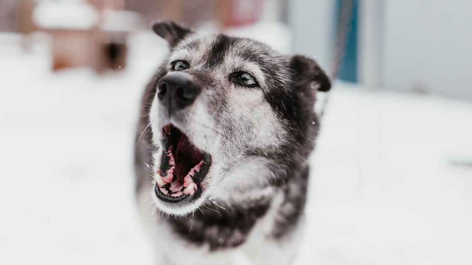 Behavioural problems in dogs