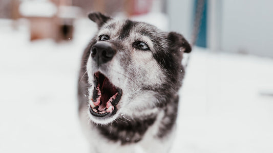 Behavioural problems in dogs