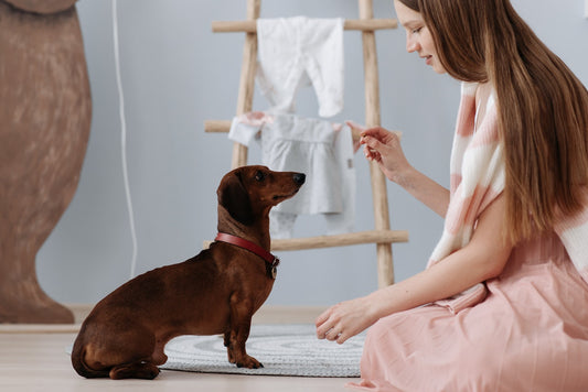 young girl holding up a treat whilst trying to train her miniature chocolate dachshund
