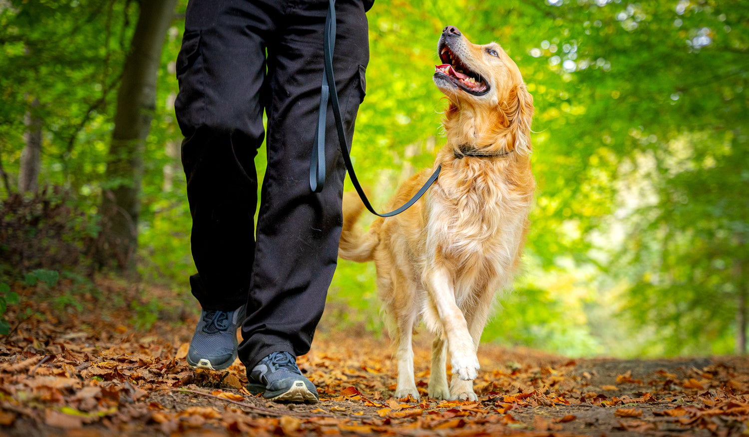 A golden retriever walking on a loose lead with smiley face, looking up at our dog trainer in a woodland setting with early autumnal leaves on the ground.