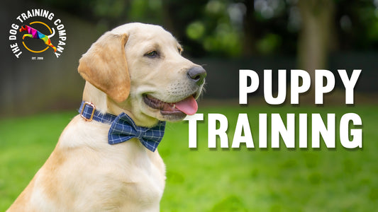 Video about our puppy training services, explains how training while your dog is still a puppy will set your dog up for success, and avoid unwanted, unnecessary behavioural problem as they grow up