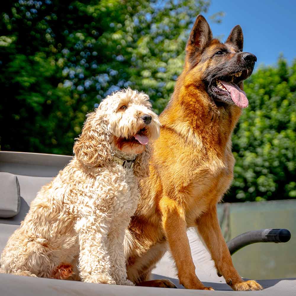 Dan James' Cockapoo Hugo and Fee the German Shepherd sitting together on a sun lounger in lovely warm weather at our Leeds centre