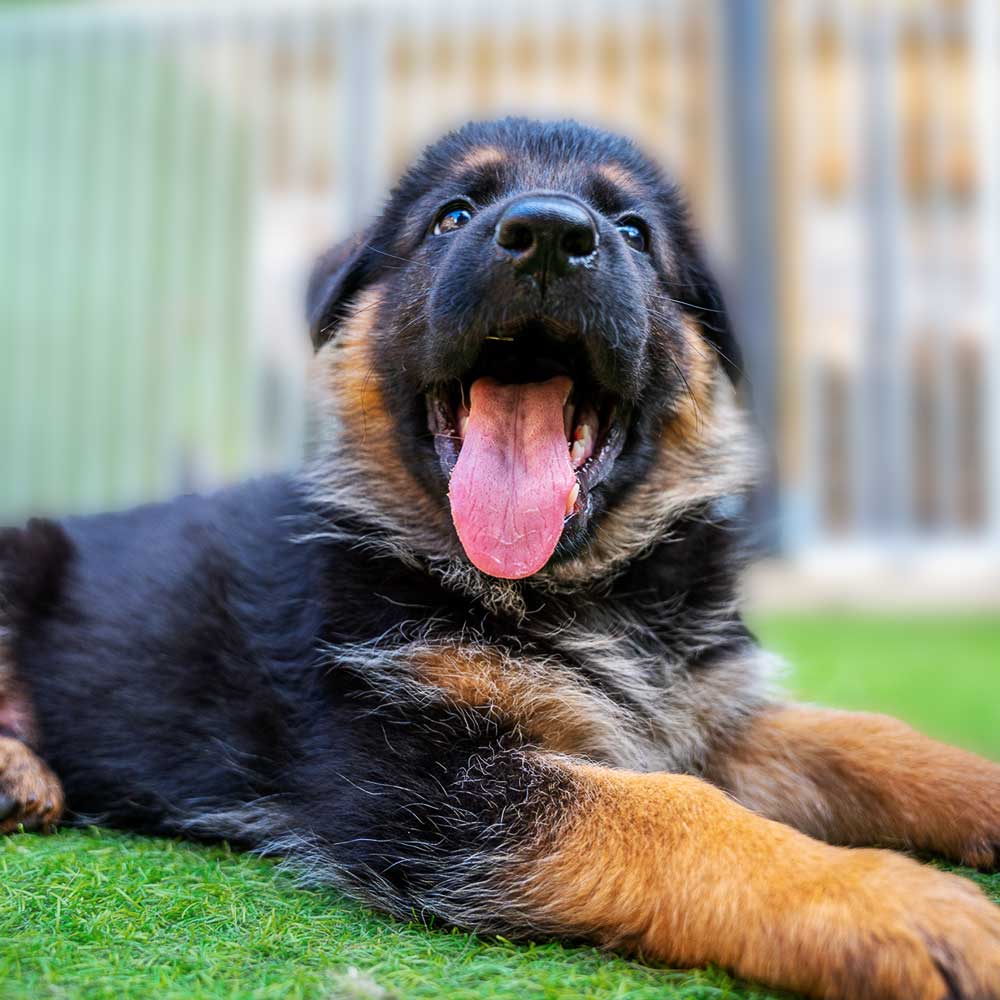 8 week old German Shepherd puppy laying down with a huge smile and its tongue hanging out.