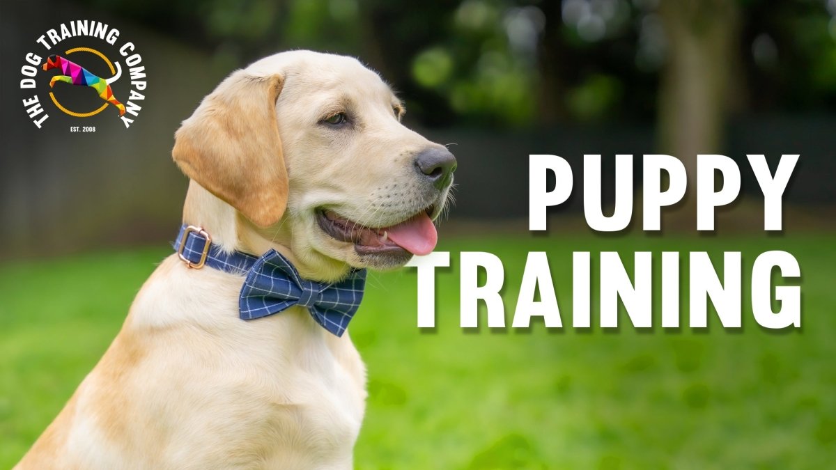 Puppyhood Training Package - The Dog Training Company - The Dog Training Company