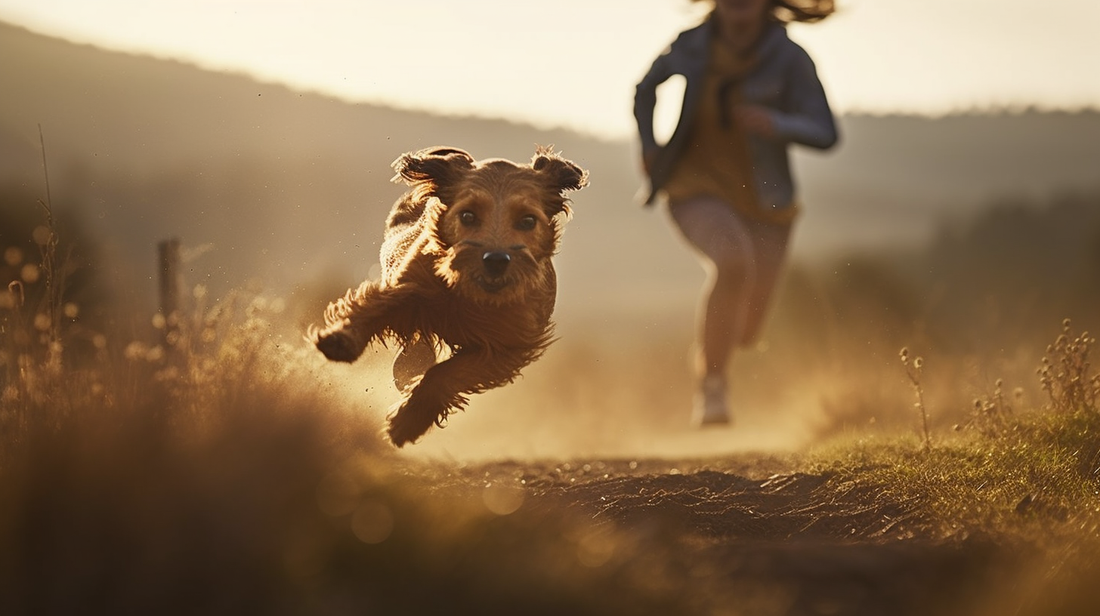 Dog running away down a field track with tall grass either side and bushes in the distance.