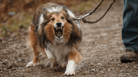 Is My Dog Reactive or Aggressive? Here's the Difference | The Dog Training Company - The Dog Training Company