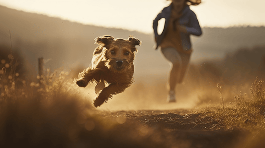 "My dog is great, until..." - The Dog Training Company