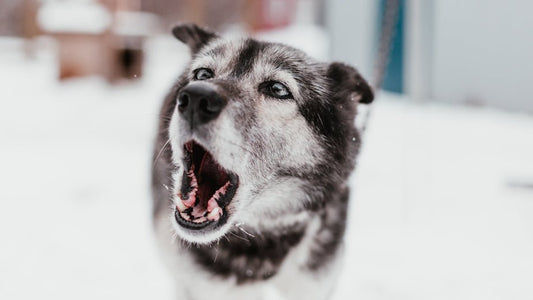 Should we treat the symptom, or treat the cause of Behaviour Problems in Dogs? - The Dog Training Company