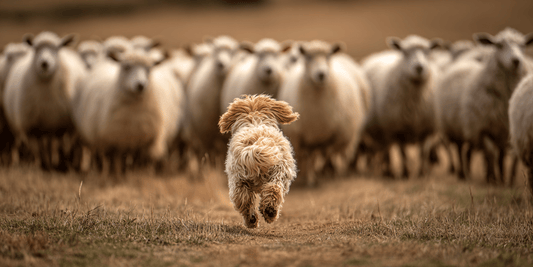 The 2026 Livestock Worrying Law Changes — What Dog Owners Need to Know | The Dog Training Company - The Dog Training Company