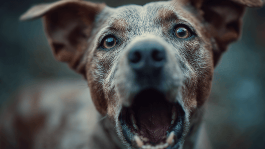 Why Does My Dog Bark? There Are Only Two Reasons | The Dog Training Company - The Dog Training Company