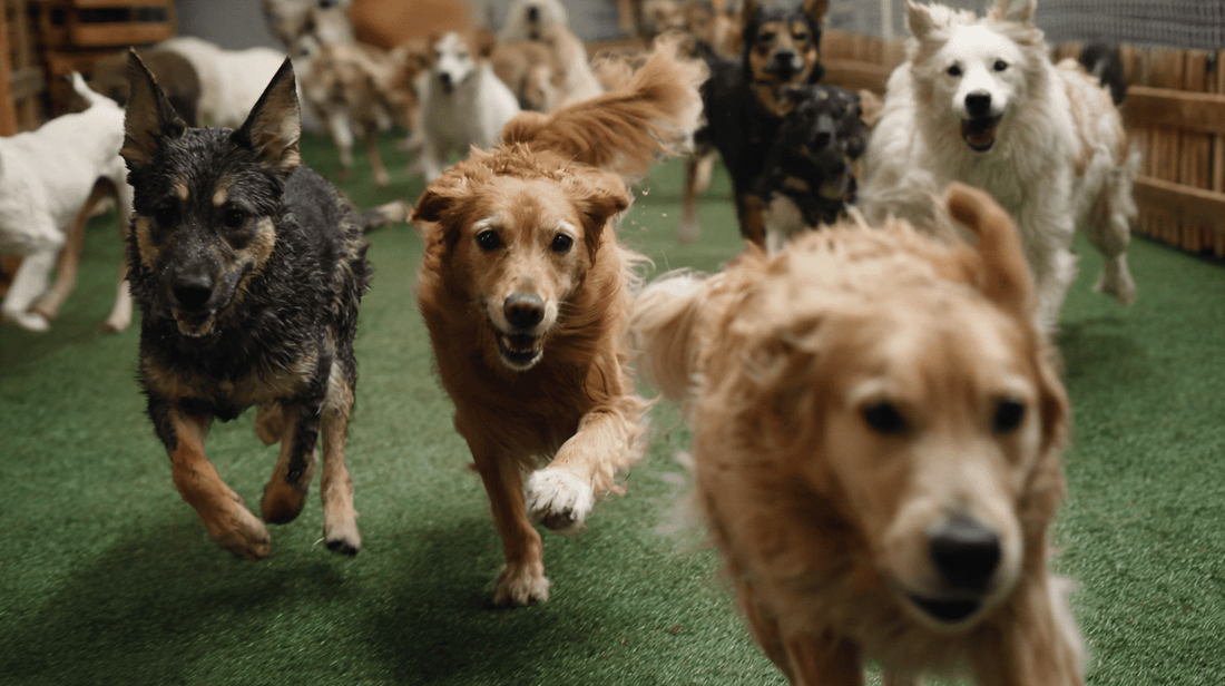 Why Doggy Daycare Is Bad for Your Dog | The Dog Training Company - The Dog Training Company