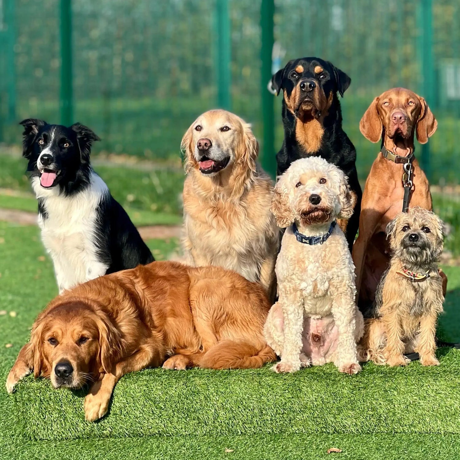 training dogs in Leeds