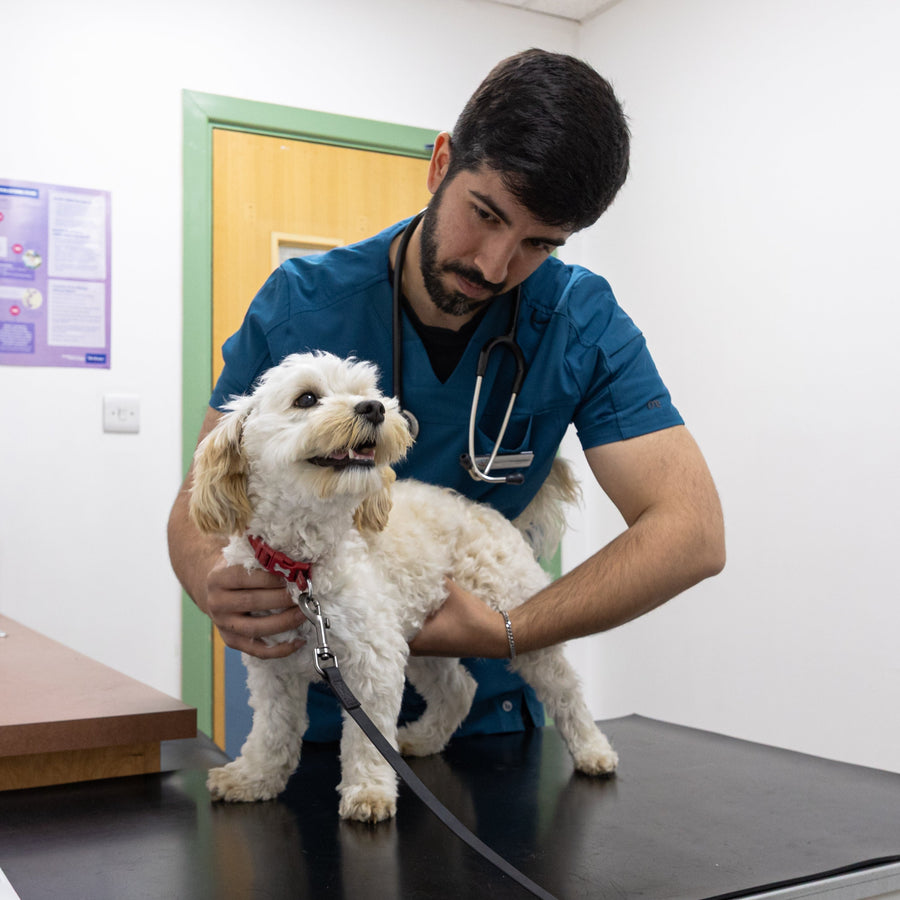 A consultation at Paws & Co Veterinary Centre
