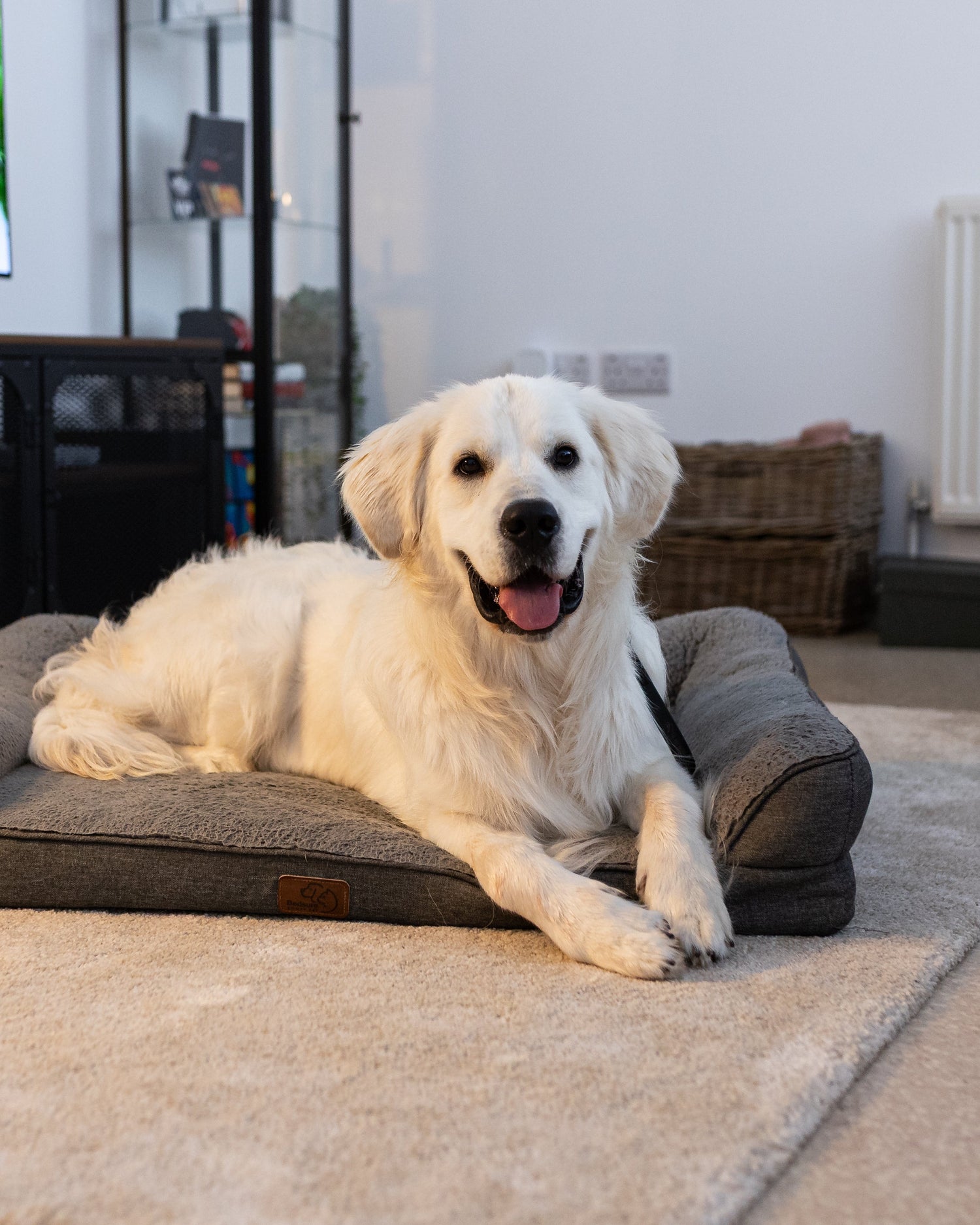 Residential dog training at The Dog Training Company — expert trainer working with a dog during a home life training course
