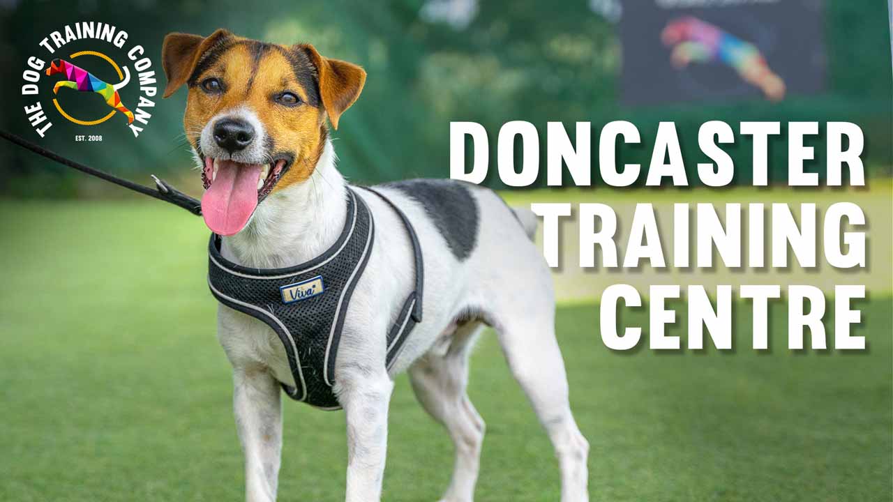 Need Dog Training Near Doncaster The Dog Training Company