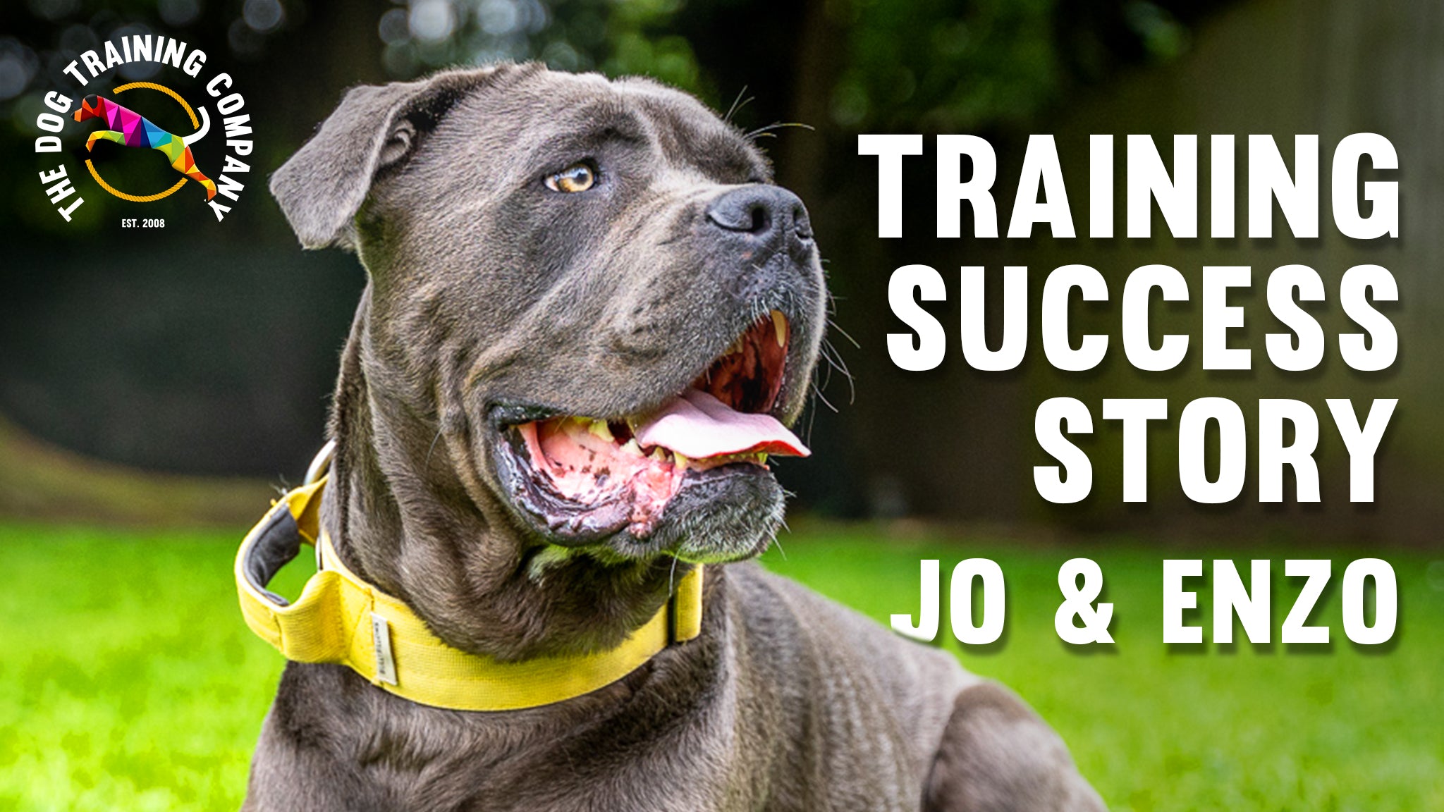 Load video: Enzo the cane corso during one of our boost days at our Leeds training centre.