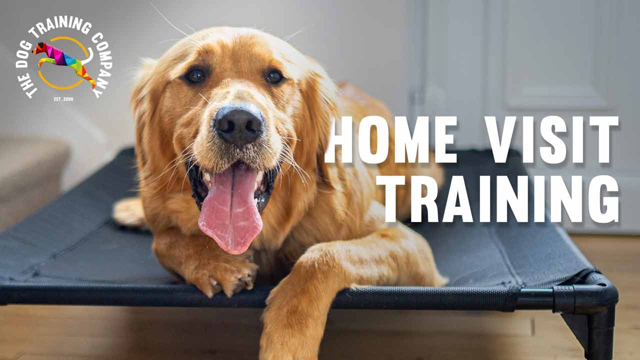 Dog training in home best sale near me