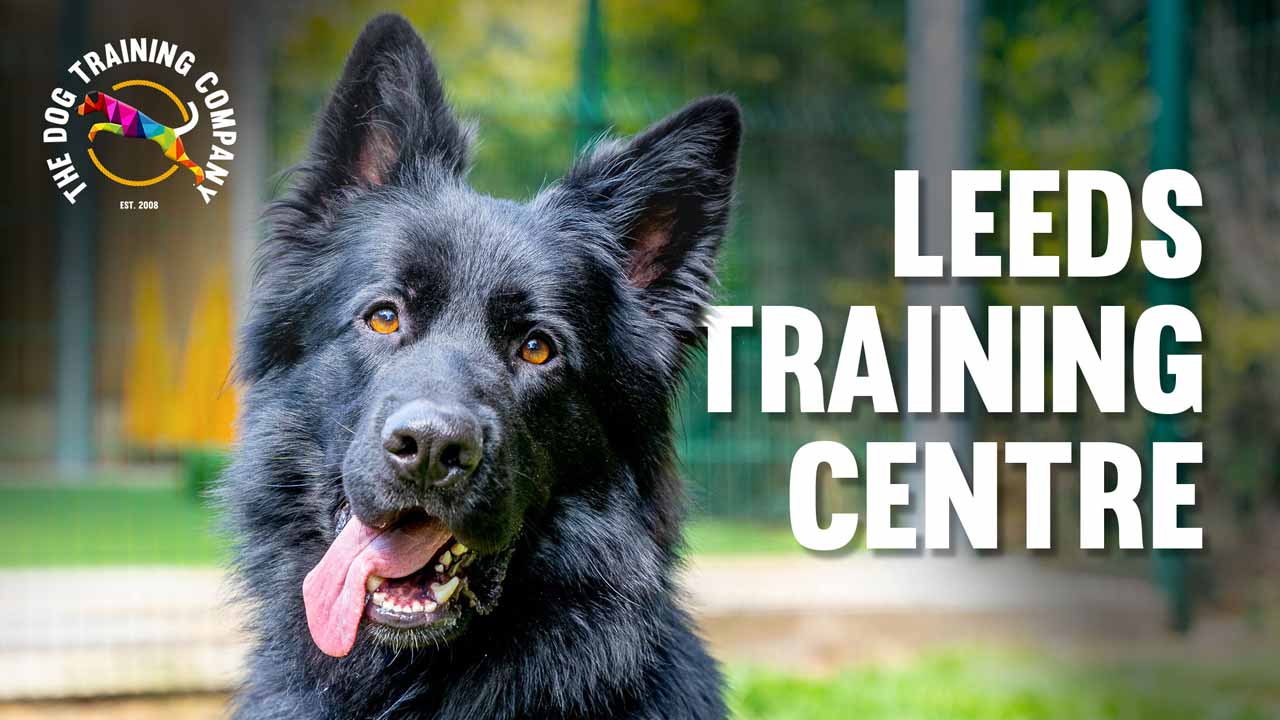 Load video: Thumbnail for our Leeds training centre video. This video has an interview with the head trainer at Leeds who explains what services are offered and the types of dogs/behavioural problems which we help.