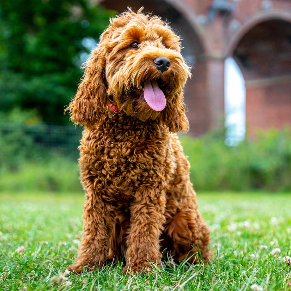 Raffa the chocolate coloured cockapoo looking incredibly happy, sitting in front a railway viaduct at our Wakefield training centre