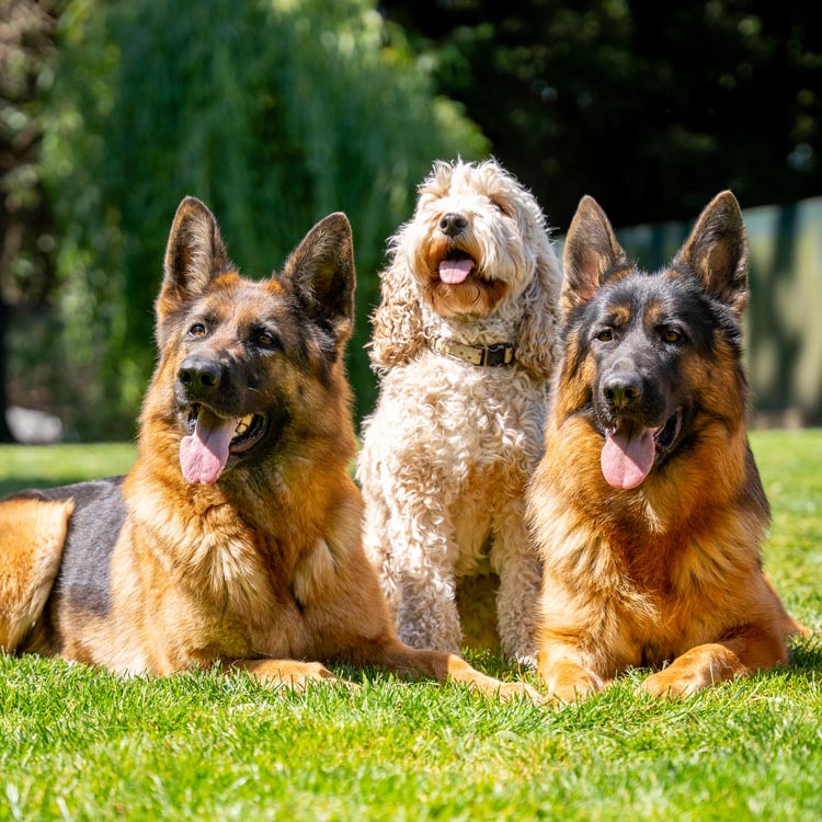 A dog and trainer during a training session