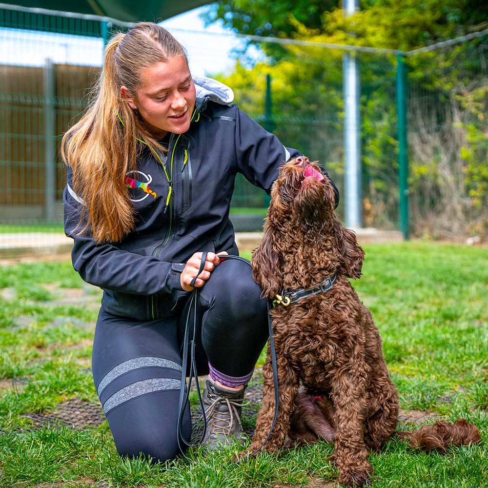A puppy during a pre-training assessment