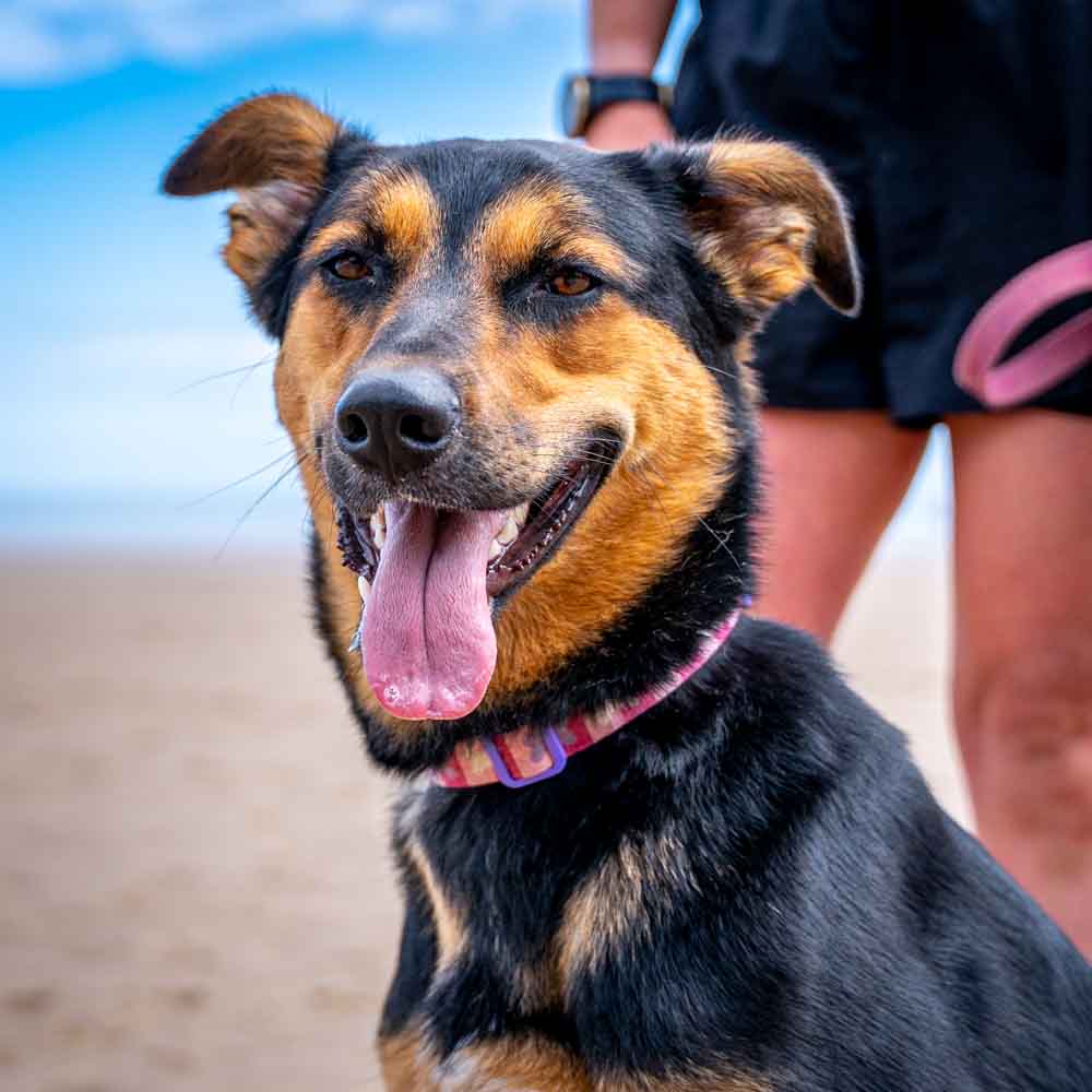 Una the Romanian Rescue on Filey beach during one of our home visit training sessions, working on recall and being more confident around dogs/other people