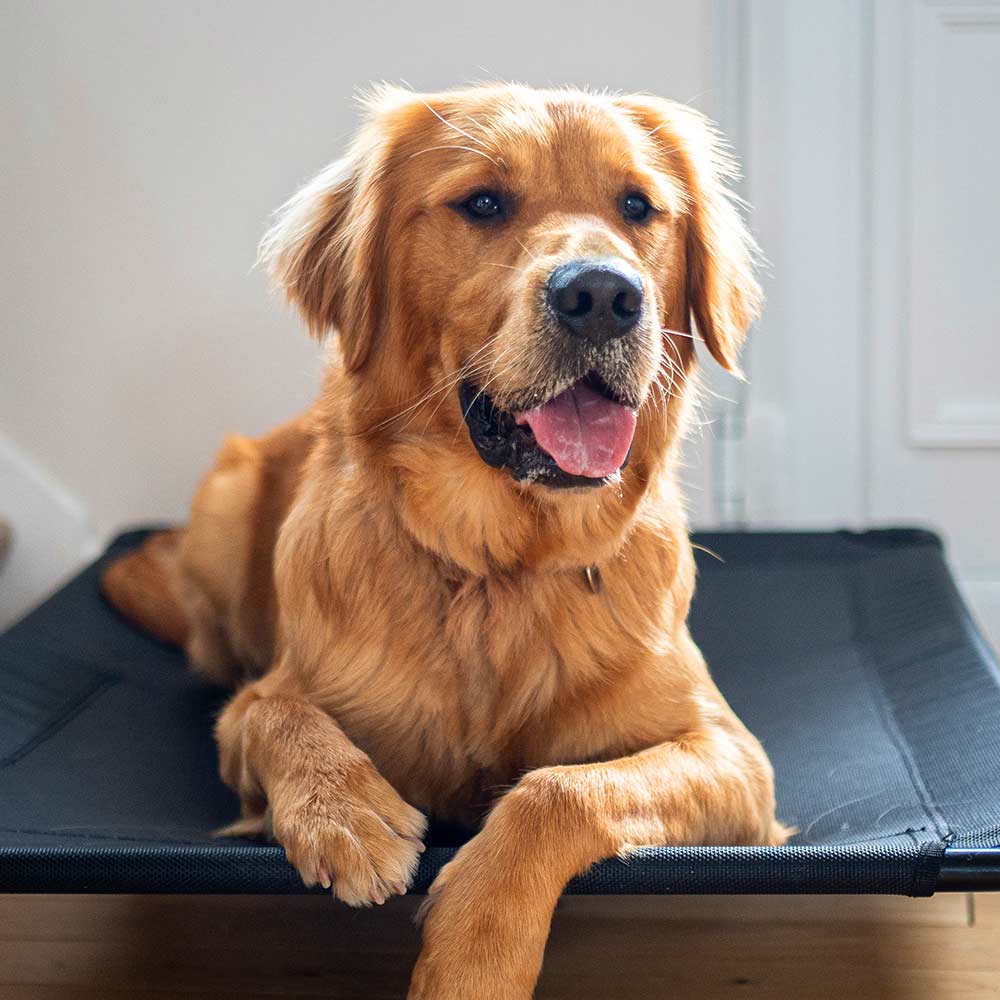 Bodie the golden retriever sitting on his bed during a home visit training session in roundhay