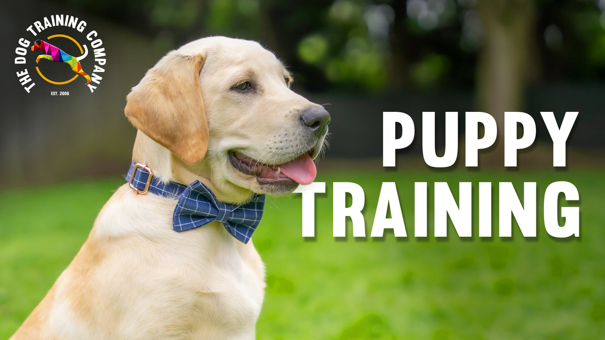 Still from our puppy training course video