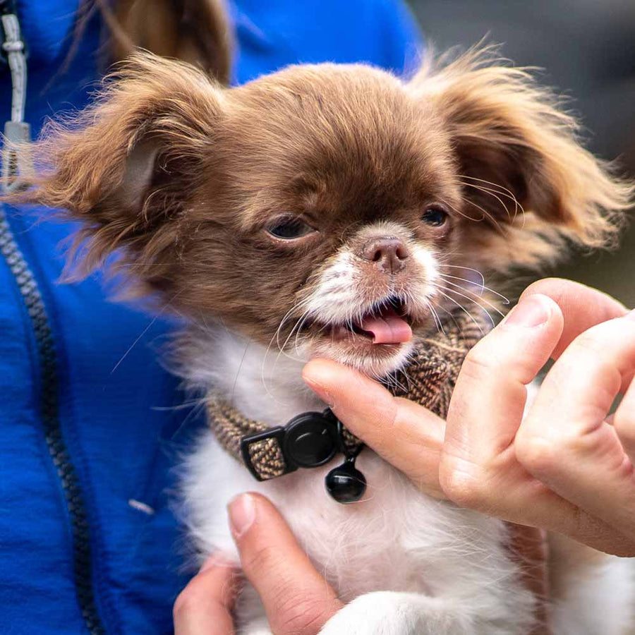 A chihuahua puppy during a puppy training day