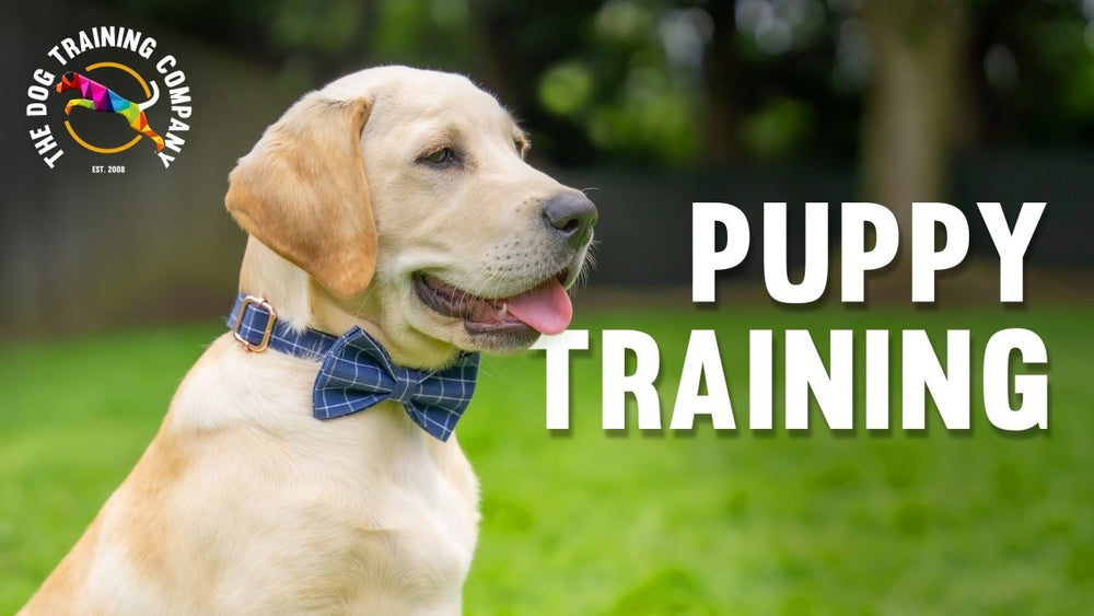The Puppyhood training package