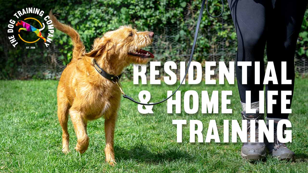 Dog residential training near clearance me